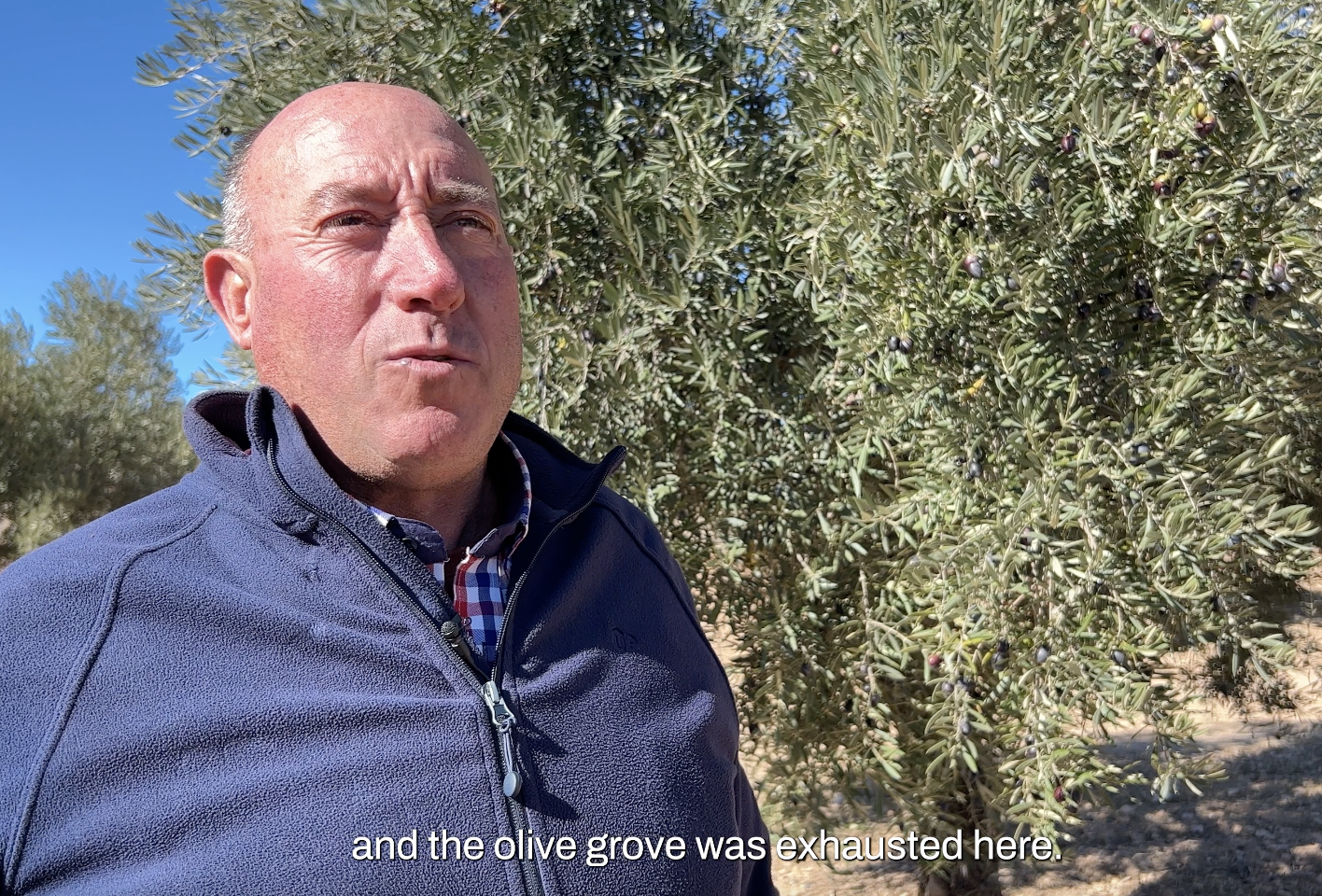 Control de enfermedades en olivo con Trianum