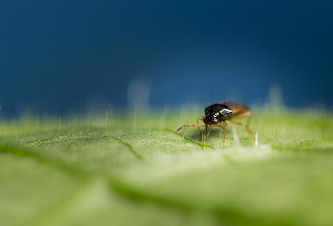 Excelente rendimiento del Orius de Koppert en condiciones de estrés