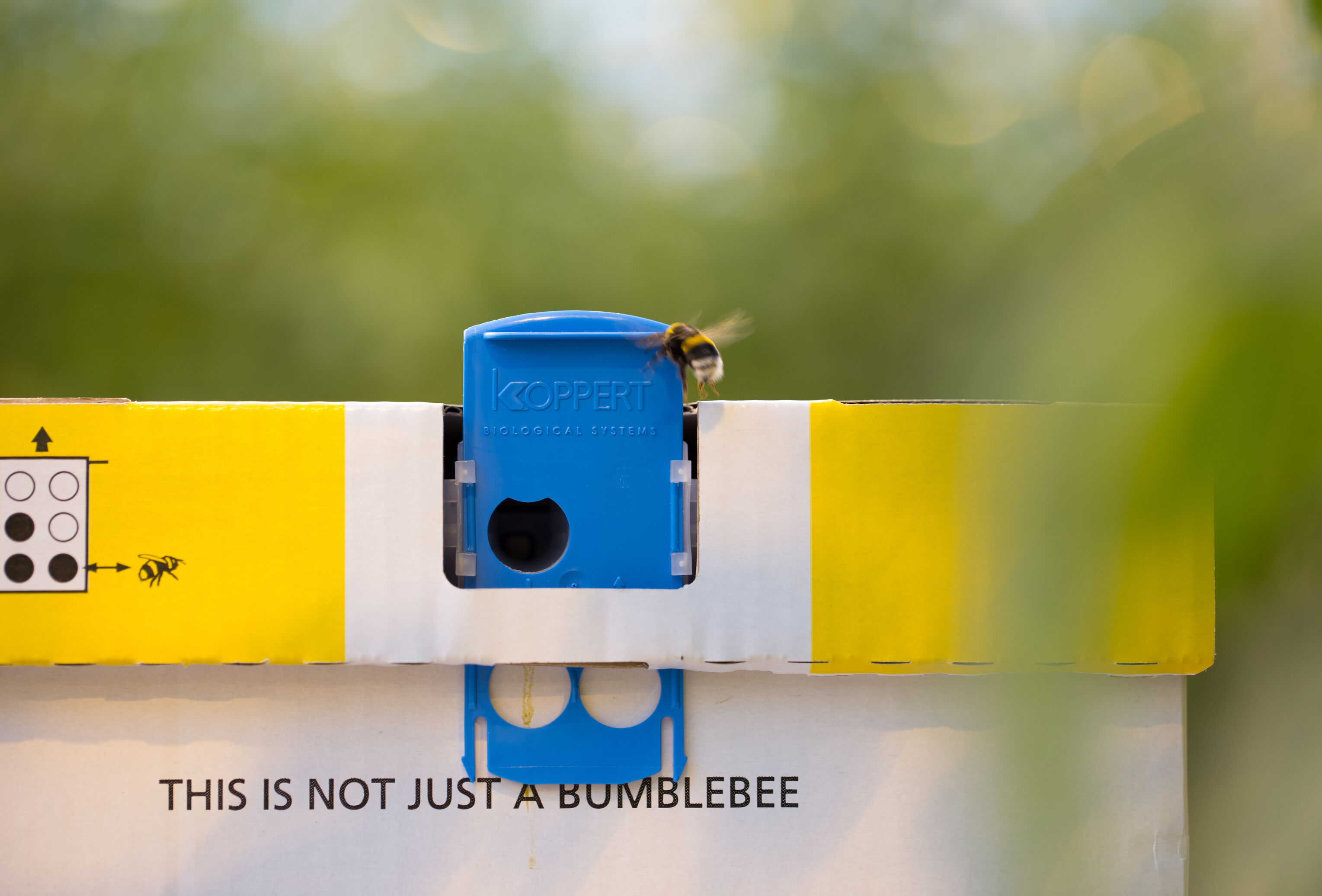 Natupol Excel y Vidi Terrum mejoran la polinización durante el invierno