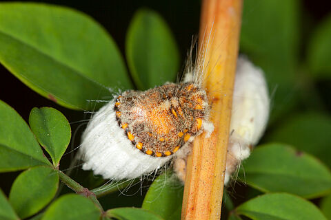Cochinilla acanalada