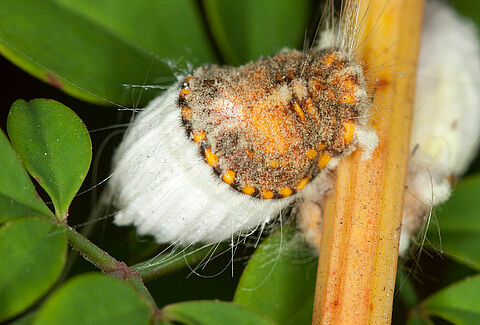 Cochinilla acanalada