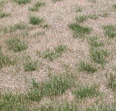 Damage in turf caused by bluegrass billbug Spenophorus parvulus
