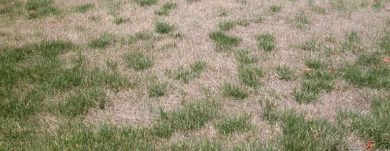 Damage in turf caused by bluegrass billbug Spenophorus parvulus