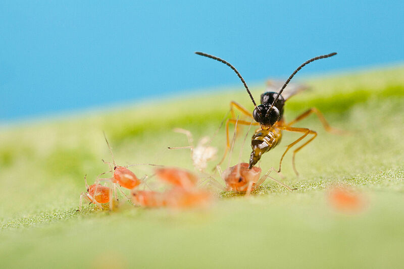 Aphidius colemani, enemigo natural del pulgón.