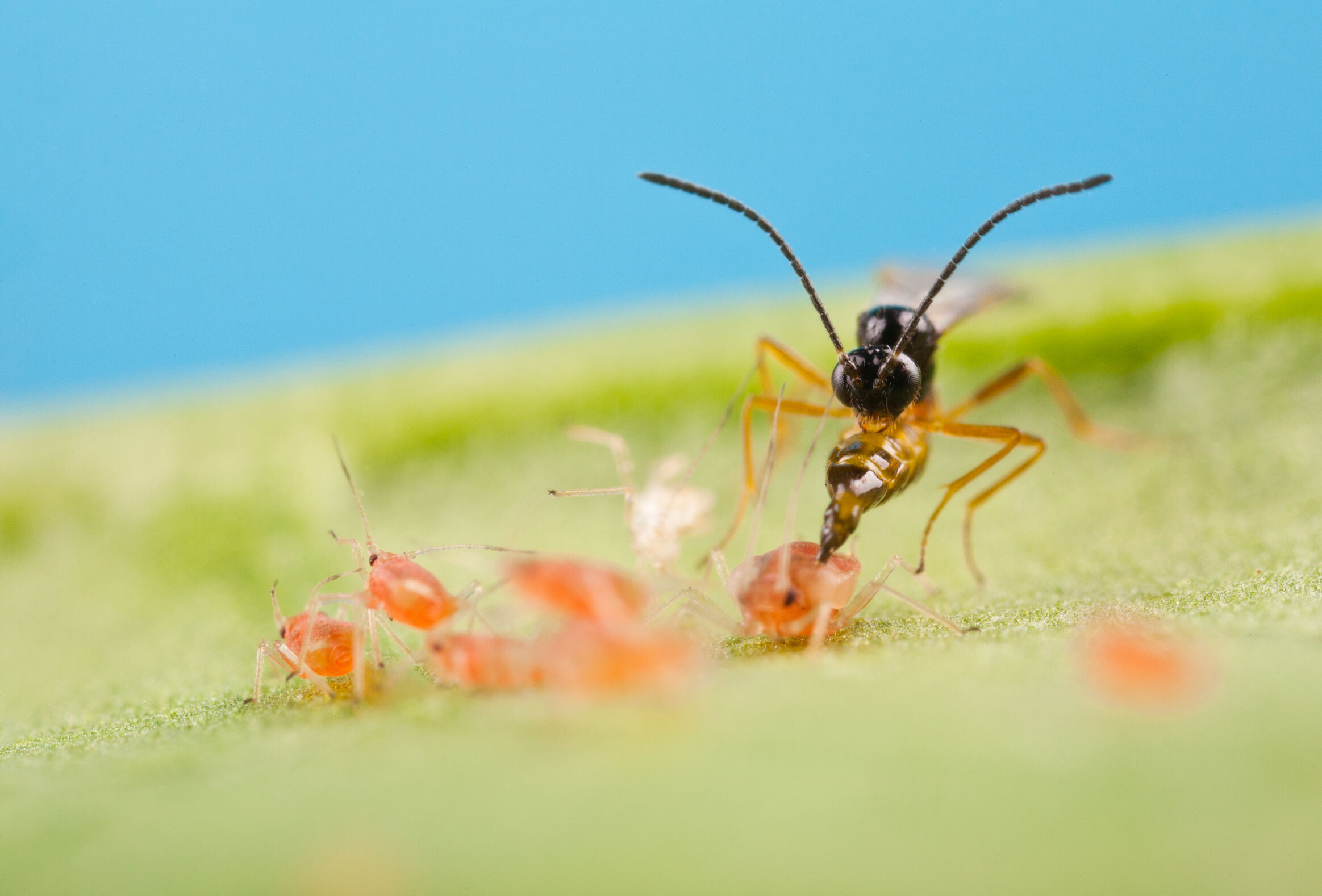Koppert mostrará en Fruit Attraction su estrategia para el control biológico de pulgón