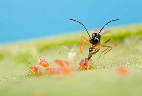 Koppert mostrará en Fruit Attraction su estrategia para el control biológico de pulgón