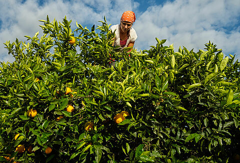 Koppert ensaya un hongo beneficioso para el control biológico del ´greening´ de los cítricos