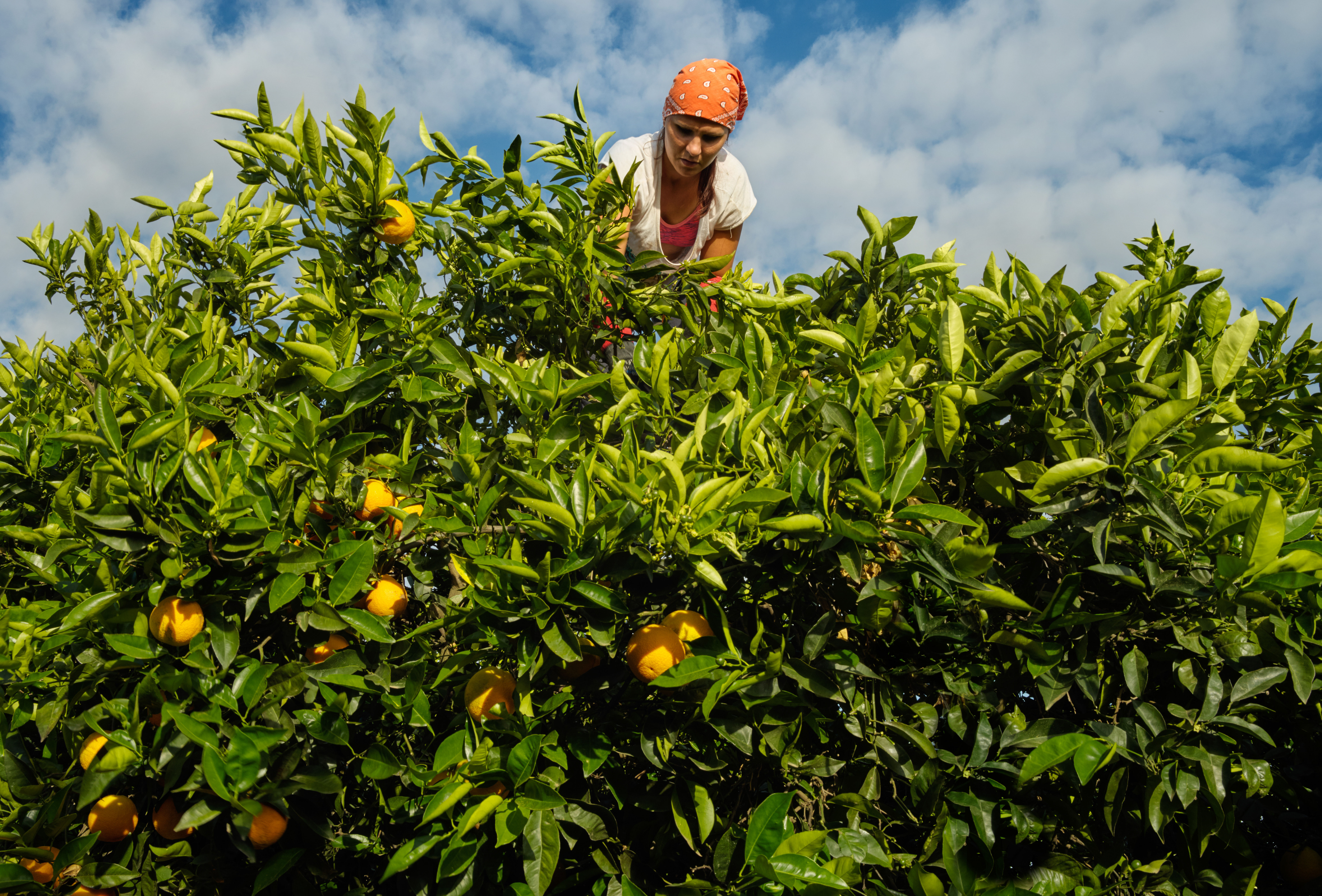 Koppert ensaya un hongo beneficioso para el control biológico del ´greening´ de los cítricos
