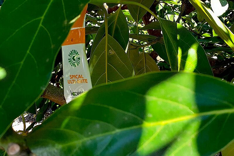 Sobre de Spical Ultimite en un árbol de aguacate.