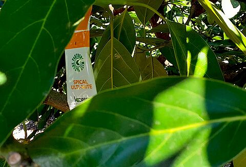 Comienzan las sueltas del enemigo natural del ácaro cristalino del aguacate