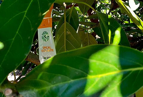 Comienzan las sueltas del enemigo natural del ácaro cristalino del aguacate