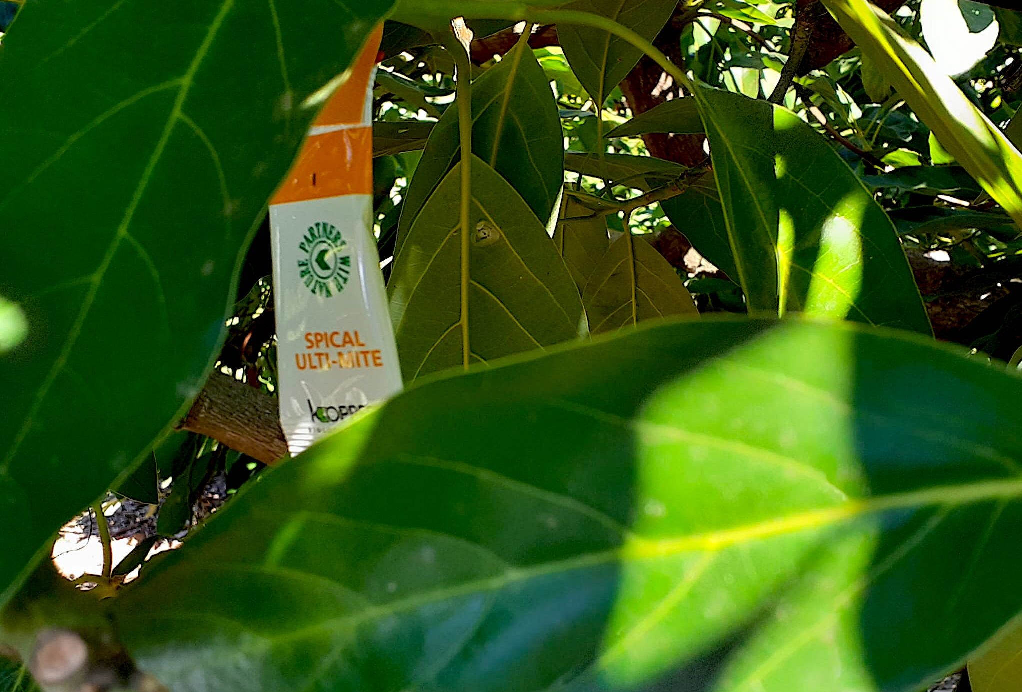 Comienzan las sueltas del enemigo natural del ácaro cristalino del aguacate