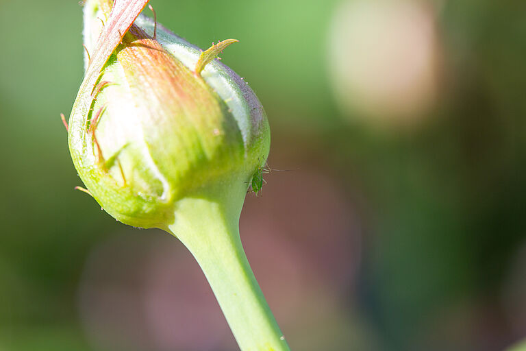 Rose aphid Macrosiphum rosae