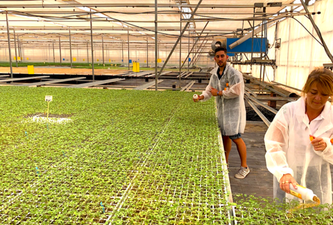 La suelta en semillero adelanta tres semanas la instalación de Nesidiocoris