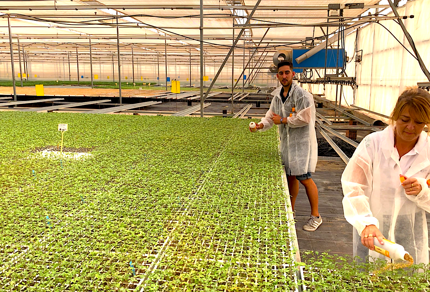 La suelta en semillero adelanta tres semanas la instalación de Nesidiocoris