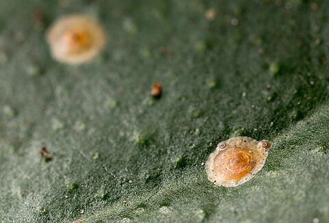Piojo rojo de California o piojo rojo