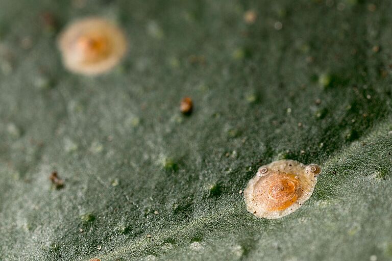 Red scale Aonidiella aurantii on leaf