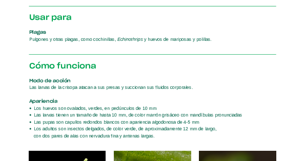 Chrysopa E Ficha Técnica