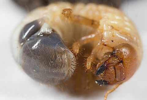 Gusano blanco del escarabajo rosa