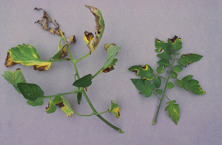 Bacterial canker of tomato Clavibacter michiganensis leaf damage