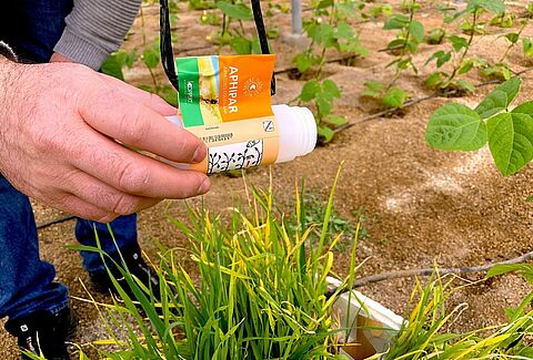 Parasitoides y plantas refugio contra el pulgón