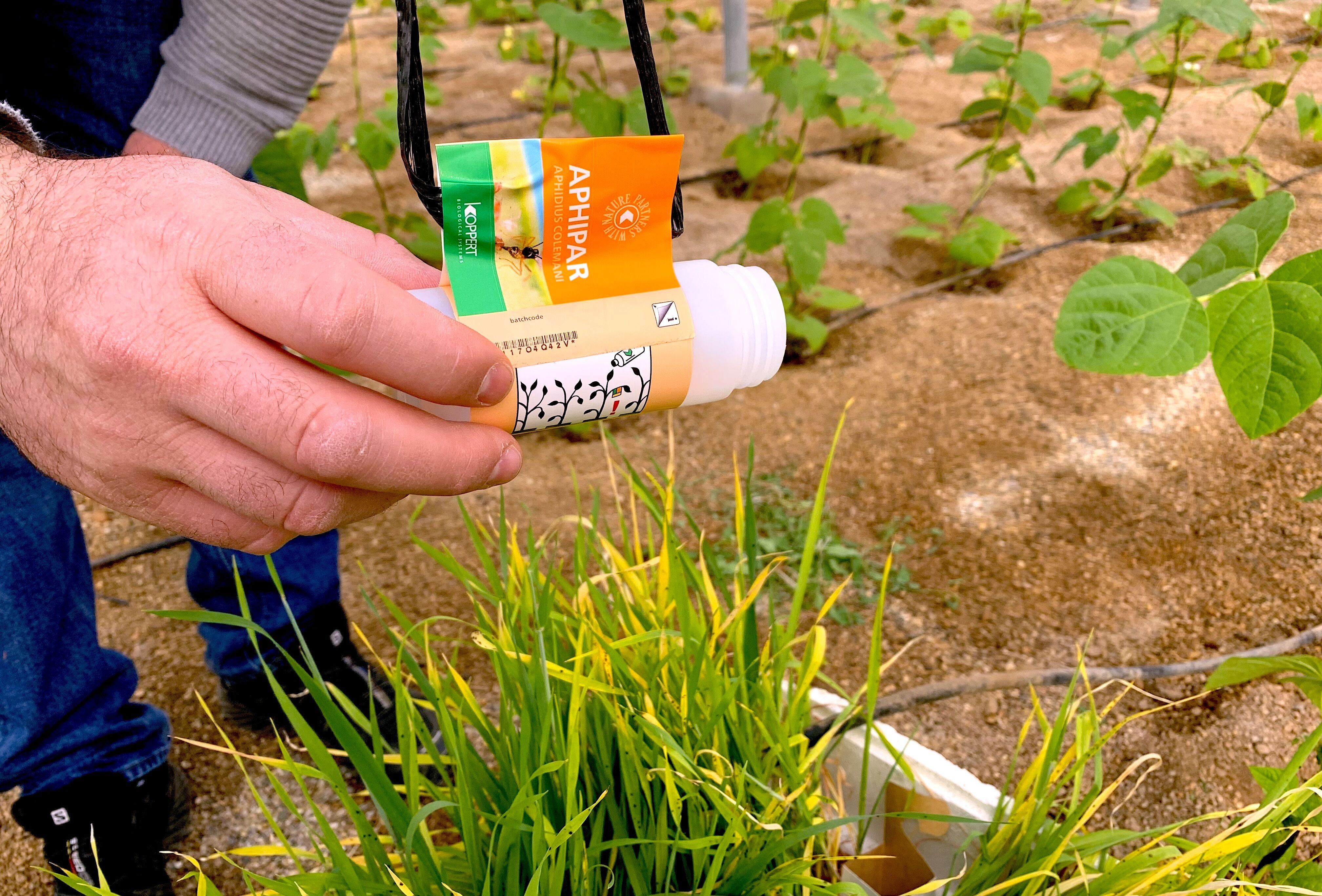 Parasitoides y plantas refugio contra el pulgón