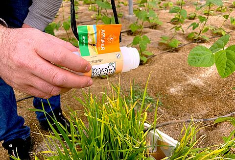 Parasitoides y plantas refugio contra el pulgón