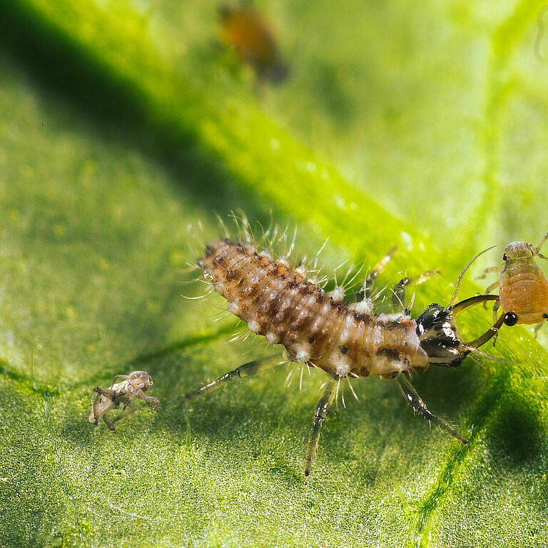 Chrysoperla carnea estado larvario