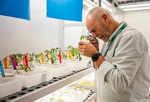Transformando el control de plagas: el auge de los ácaros depredadores