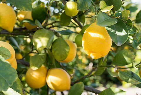 Limón