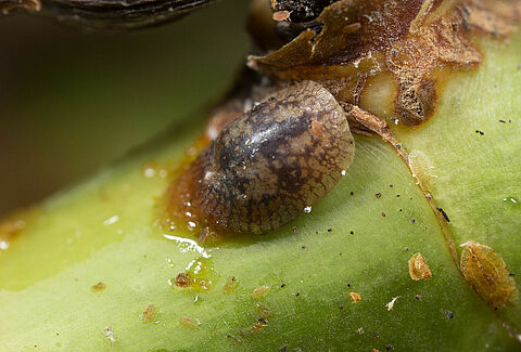 Cochinilla blanda