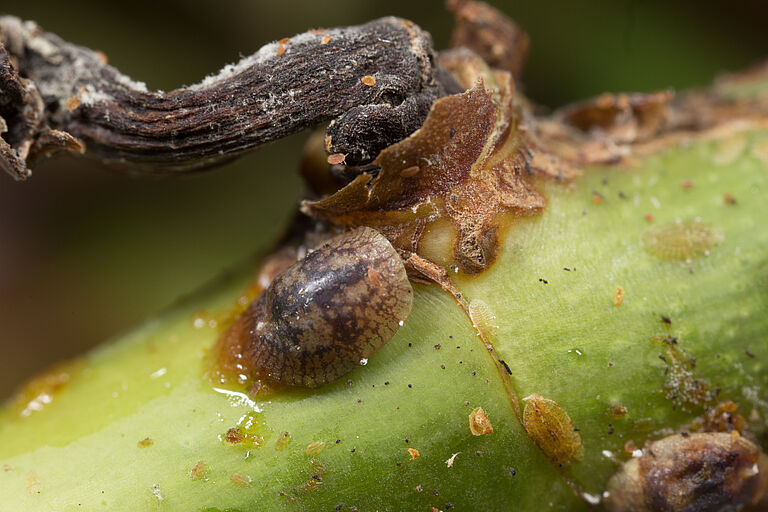 Brown soft scale Coccus hesperidum on Rose plant