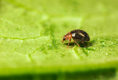 Rhyzobug - Listo para enfrentarse a insectos diaspinos