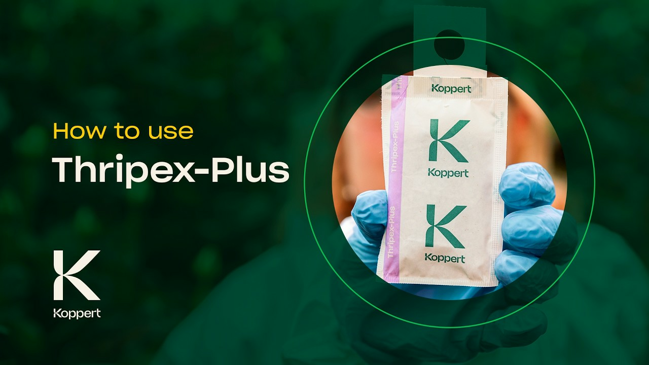 How to use Thripex-Plus from Koppert How to use Thripex-Plus from Koppert