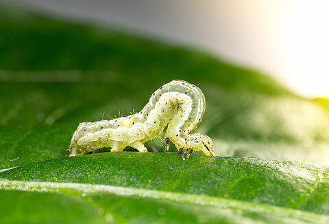 Medidor del tomate o Plusia