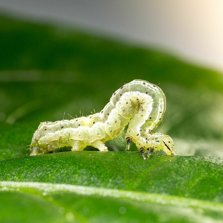 Golden twin-spot moth Chrysodeixis chalcites Larva