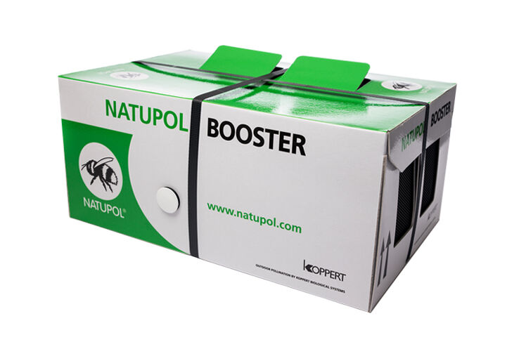 Crece la polinización con abejorros en melón y sandía para compensar la escasez de colmenas de abejas