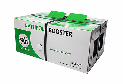 Crece la polinización con abejorros en melón y sandía para compensar la escasez de colmenas de abejas