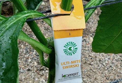 El formato de sobre ULTI-MITE SWIRSKI, nominado al Premio a la Innovación en Fruit Logística 2018