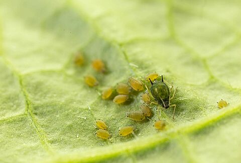 El control biológico, única alternativa autorizada para frenar el pulgón en pimiento