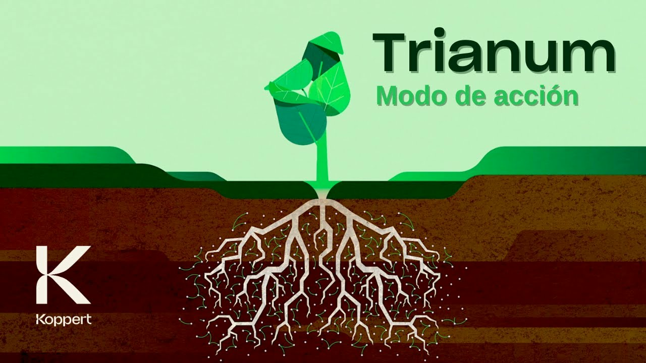 Trianum: así es el modo de acción del biofungicida de Koppert. Trianum: así es el modo de acción del biofungicida de Koppert.