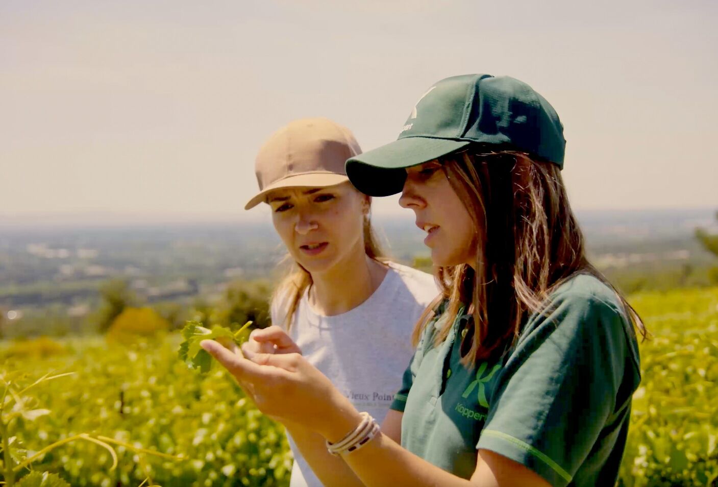 Control eficaz de plagas en cultivos al aire libre con insectos beneficiosos