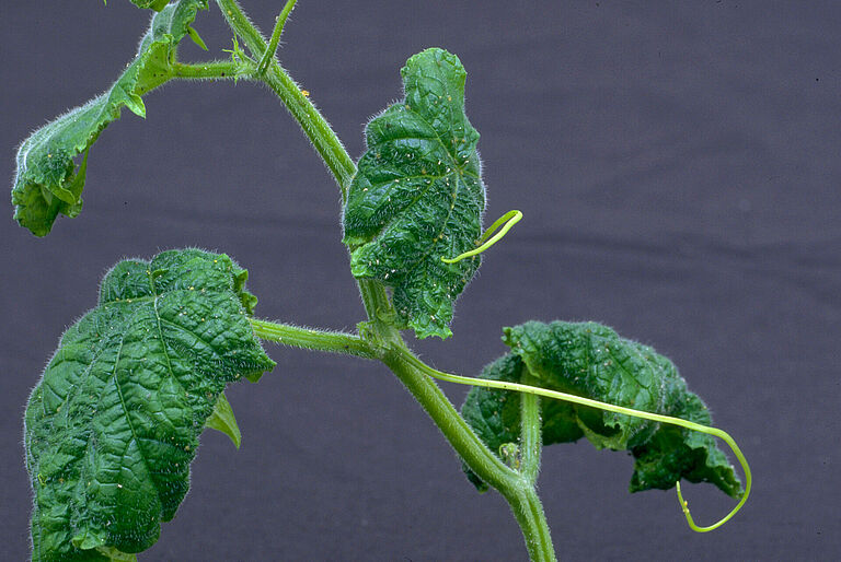 Cotton aphid Aphis gossypii damage on tomato leaves