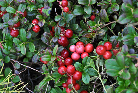 Cranberry