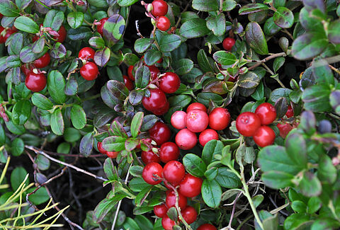 Cranberry