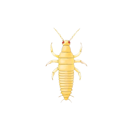 Frankliniella occidentalis larva
