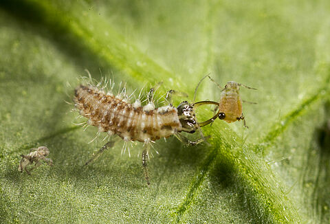 La nueva web de Koppert España revela los efectos de los plaguicidas en los enemigos naturales