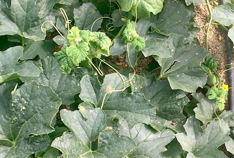 Koppert recomienda incrementar cuanto antes las sueltas de Swirskii para frenar la expansión del virus Nueva Delhi