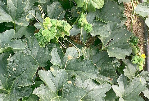 Koppert recomienda incrementar cuanto antes las sueltas de Swirskii para frenar la expansión del virus Nueva Delhi