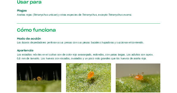 Spidex Ficha Técnica